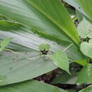 Image of Ceropegia nigra N. E. Br.