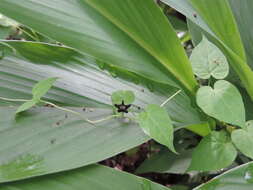 Image de Ceropegia nigra N. E. Br.