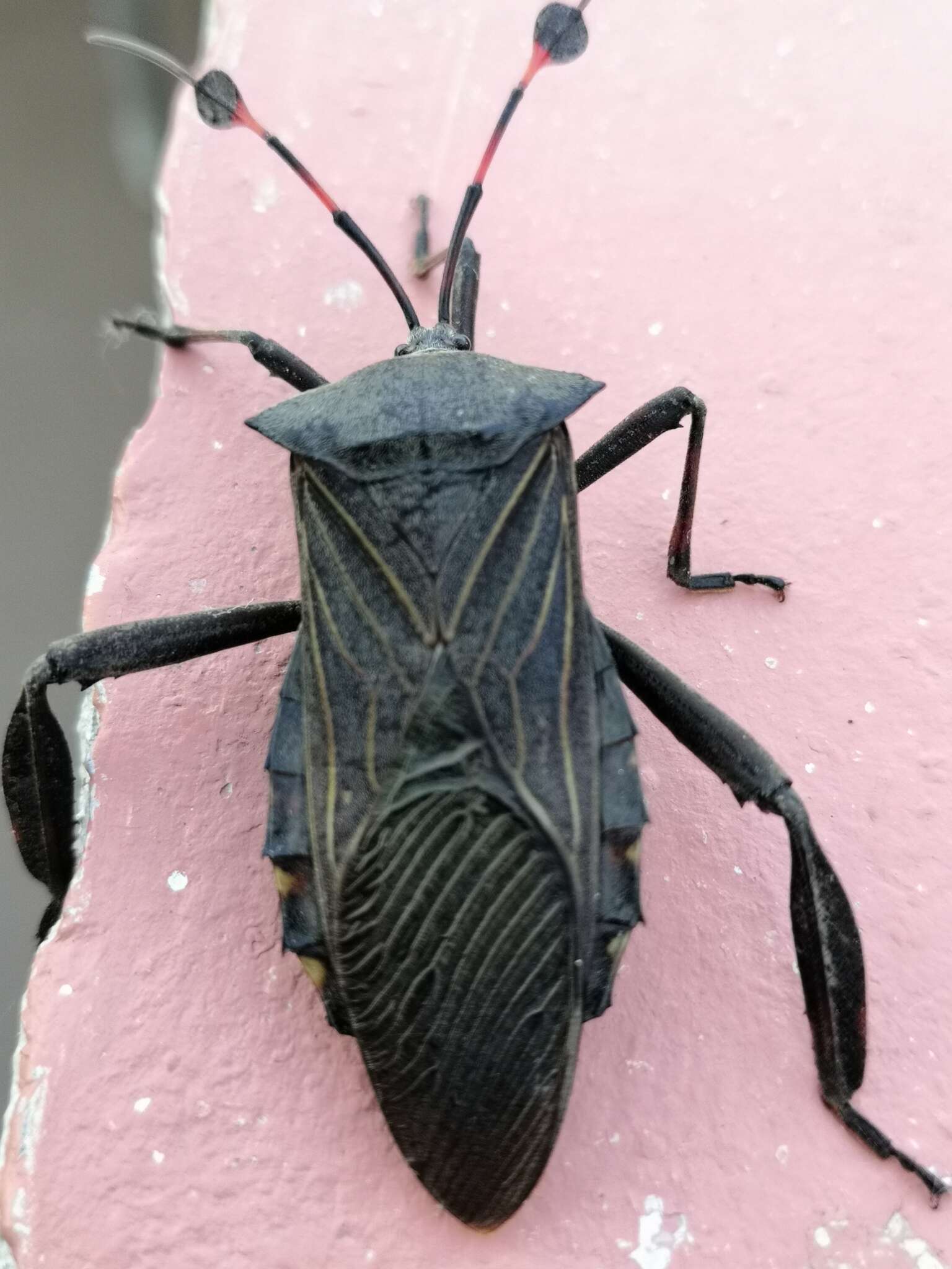 Image of Thasus acutangulus (Stål 1859)