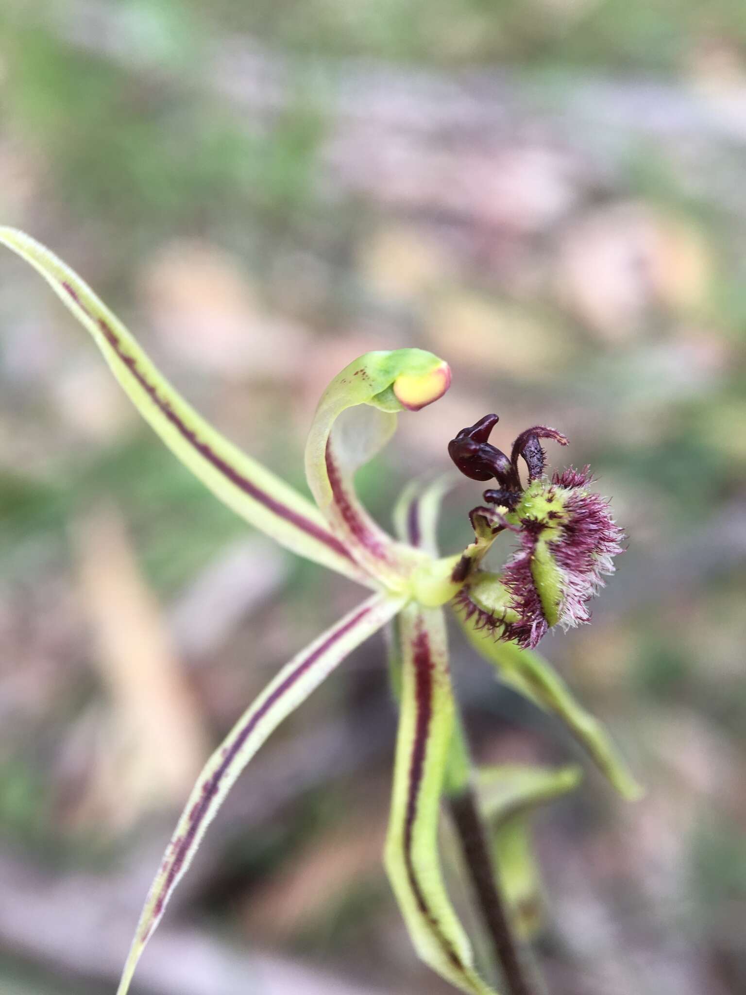 Image of Common dragon orchid