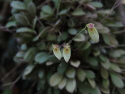 Image of Specklinia picta (Lindl.) Pridgeon & M. W. Chase