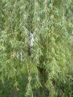 Imagem de Salix sepulcralis Simonk.