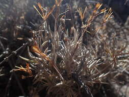 Image of Tillandsia capillaris Ruiz & Pav.