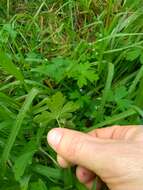 Image of Australasian geranium