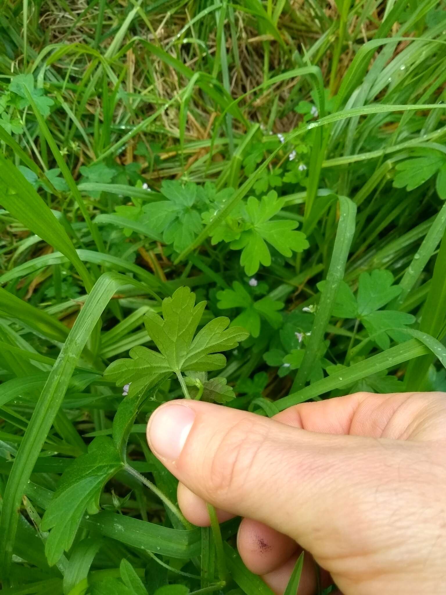 Image of Australasian geranium