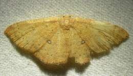 Cyclophora packardi Prout 1936 resmi