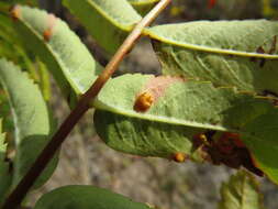 Sivun Gymnosporangium cornutum Arthur ex F. Kern 1911 kuva