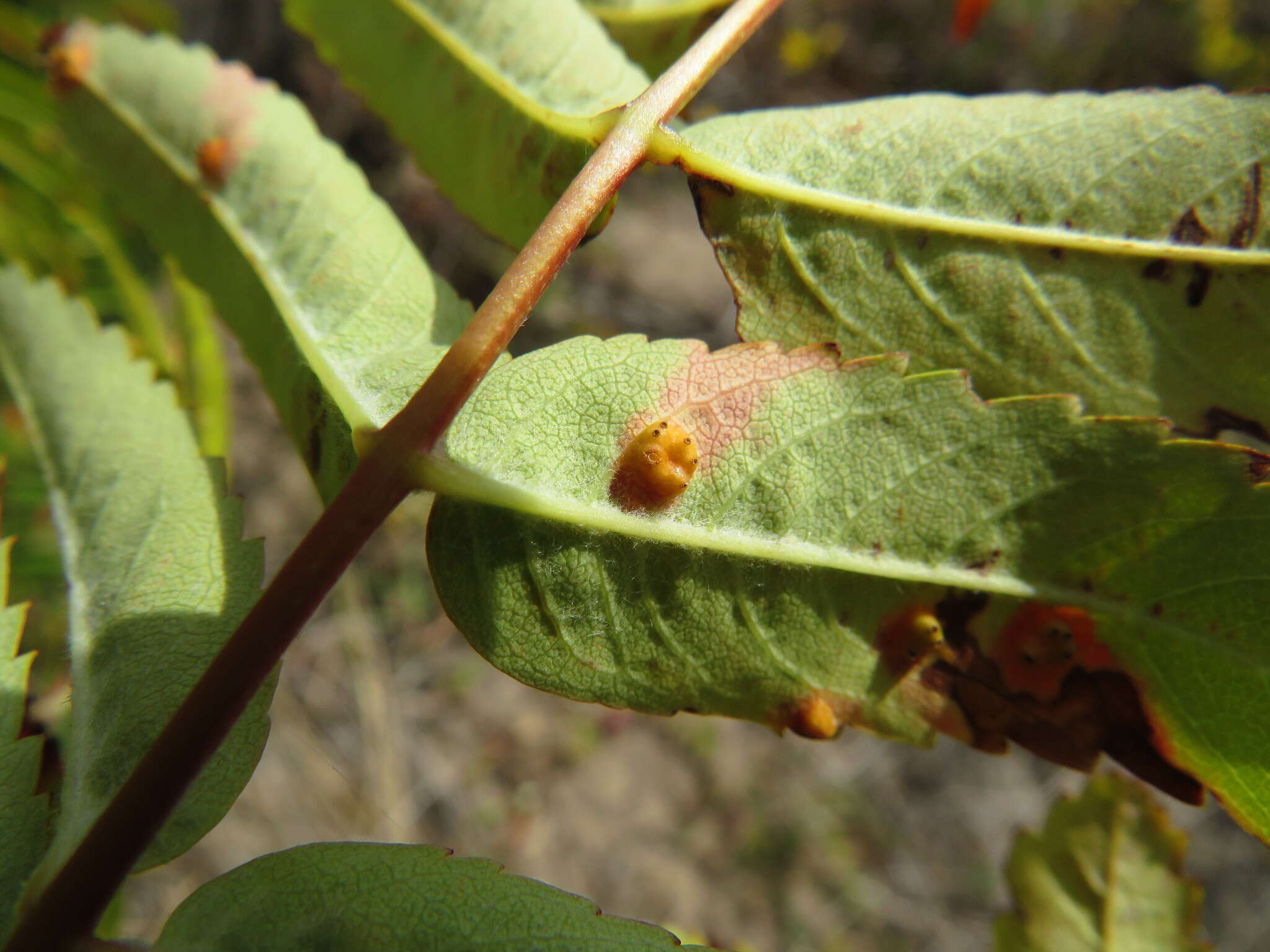 Sivun Gymnosporangium cornutum Arthur ex F. Kern 1911 kuva