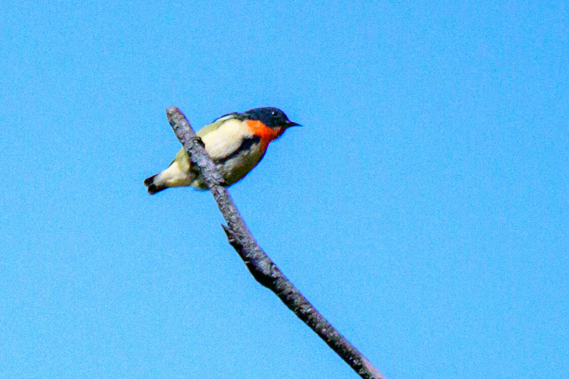 Image of Fire-breasted Flowerpecker