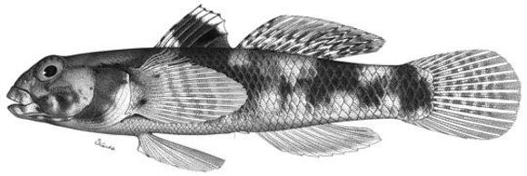 Image of <i>Gobius poecilichthys</i> Jordan & Snyder 1901