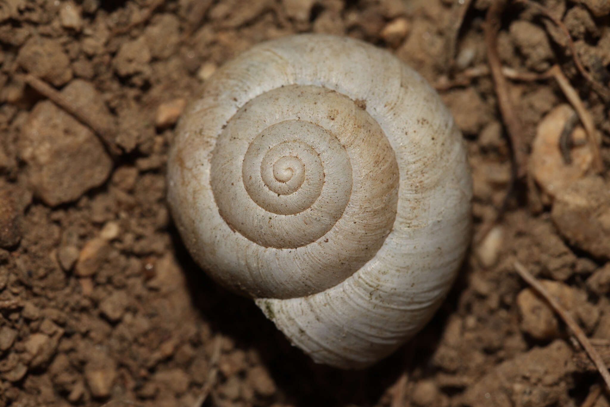 Imagem de Euomphalia Westerlund 1889