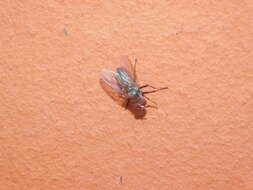 Image of Little House Fly