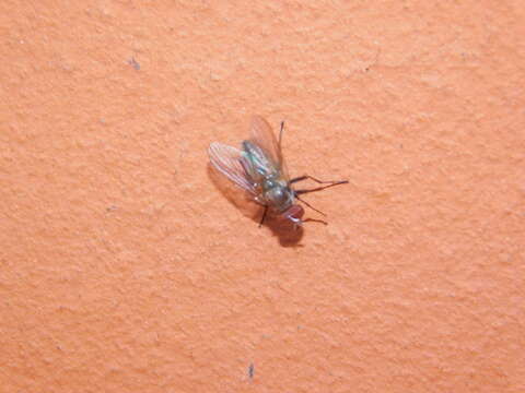 Image of Little House Fly