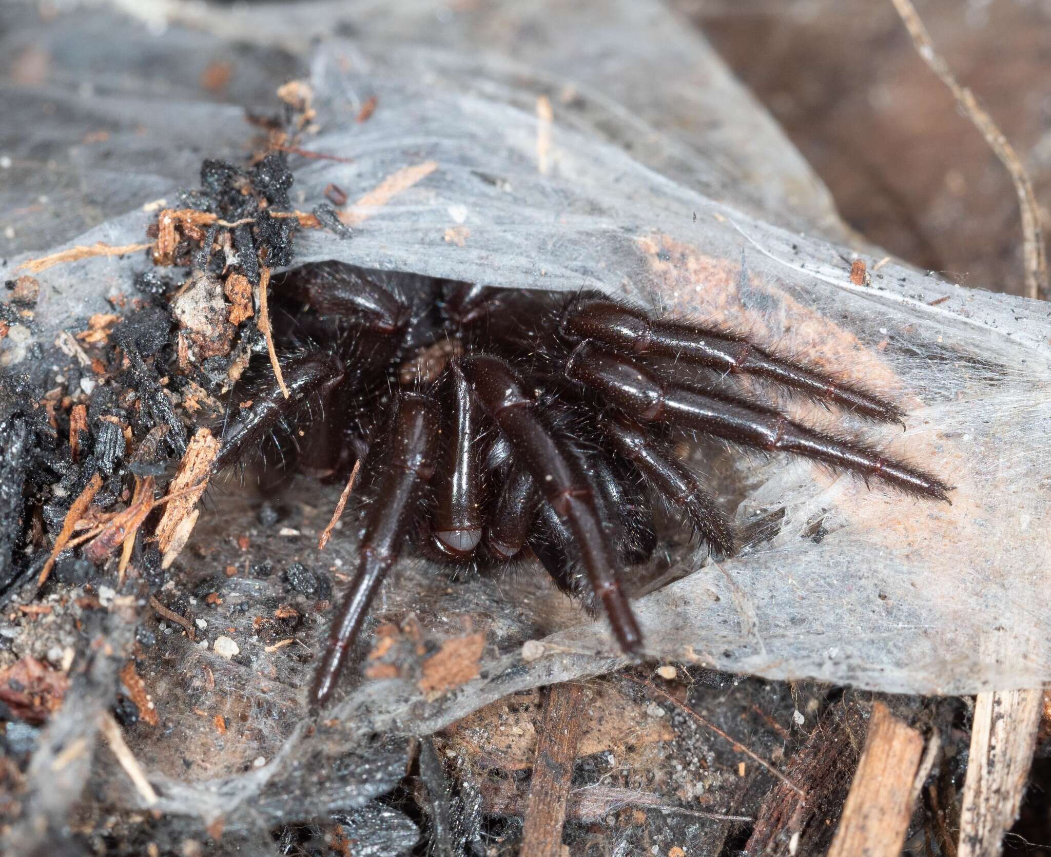 Image of Sutherland's Funnelweb Spider