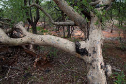 Image of Sand corkwood