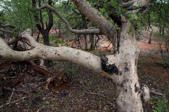 Image de Commiphora angolensis Engl.