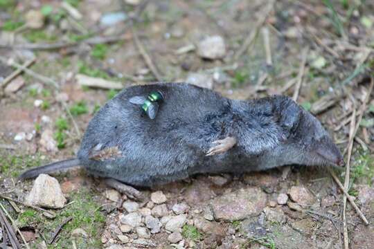 Image of American short-tailed shrew