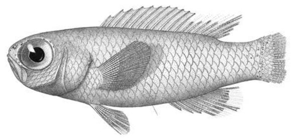 Image of <i>Grammatonotus laysanus</i> Gilbert 1905
