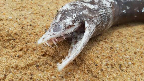 Image of Mottled Conger Moray