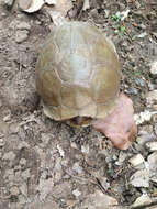 Image of Three-toed box turtle