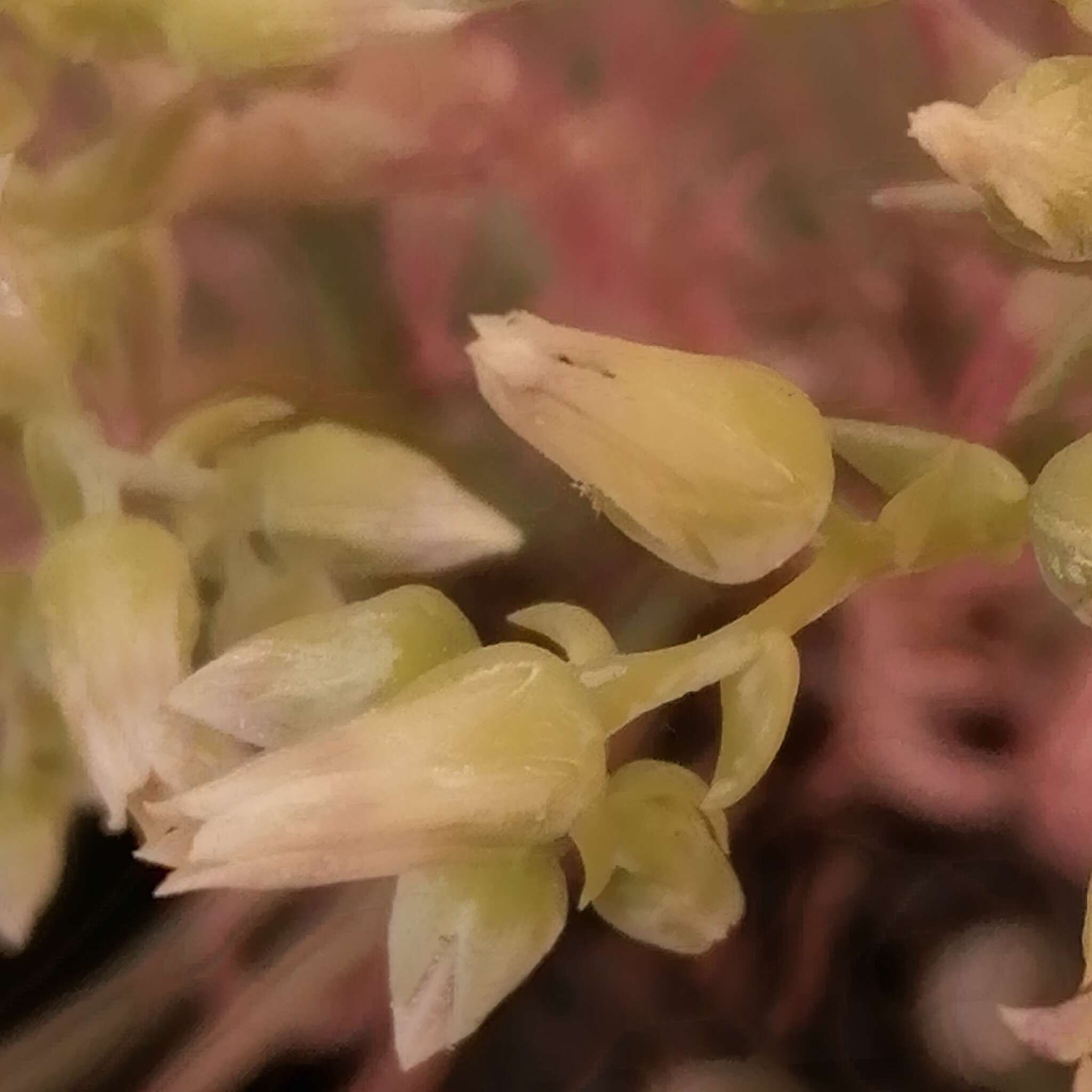 Image of Dudleya attenuata subsp. australis Moran