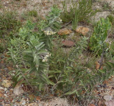 Image of Mountain milkbush