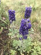 Plancia ëd Delphinium geraniifolium Rydb.