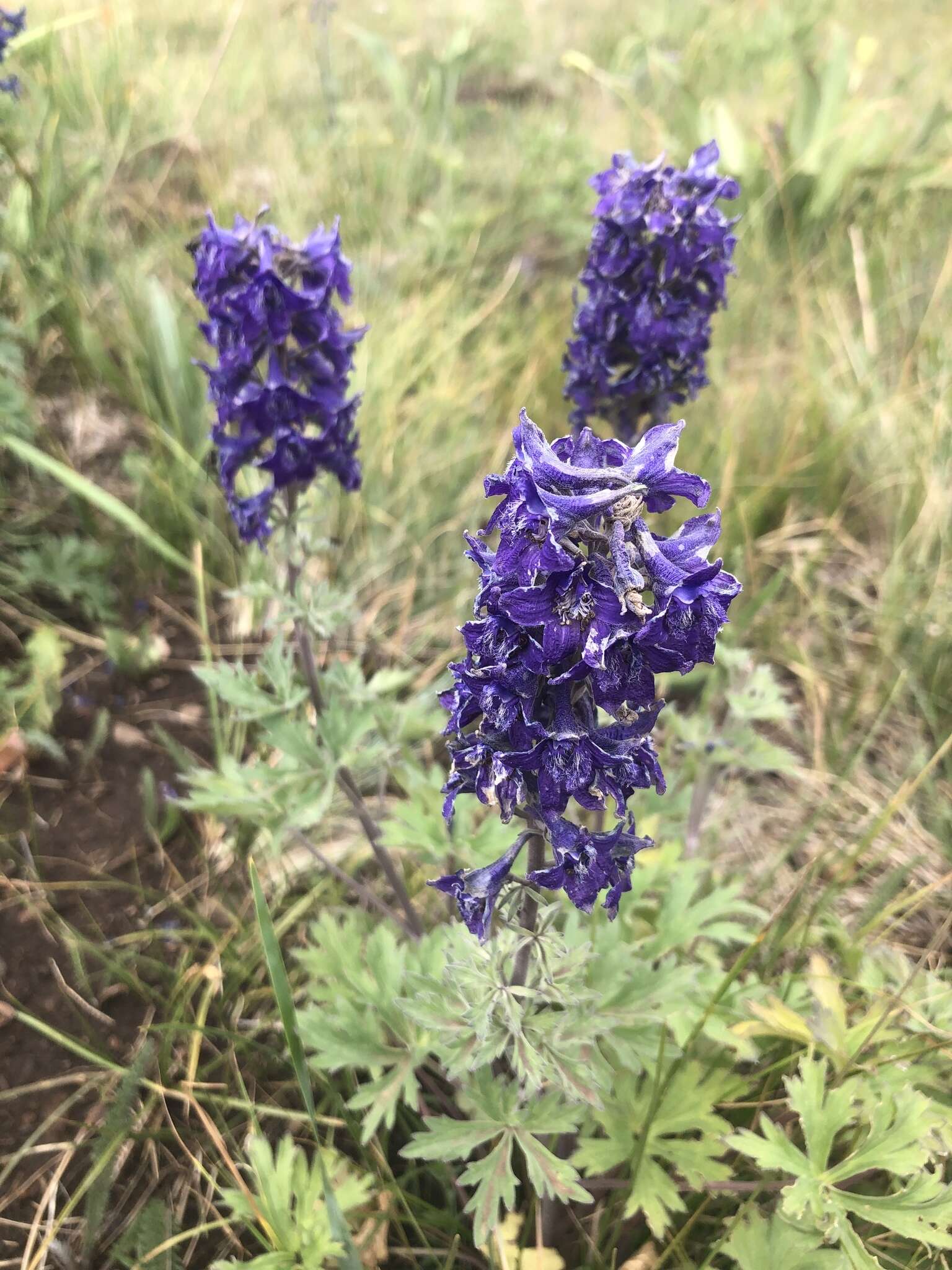 Plancia ëd Delphinium geraniifolium Rydb.