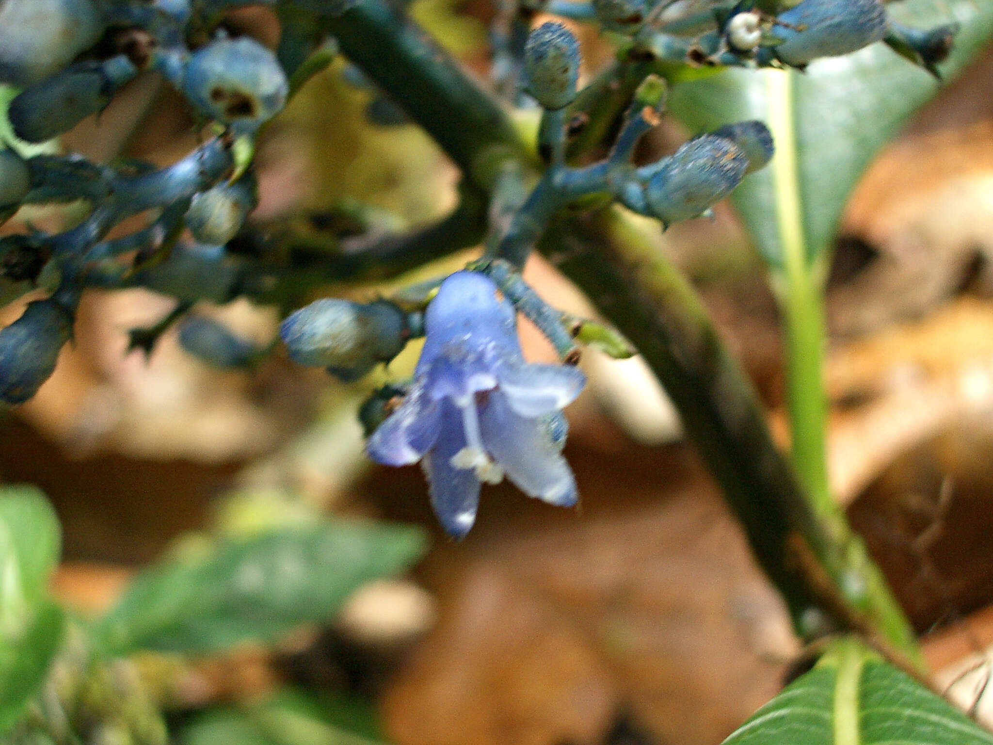 Image of Palicourea brenesii Standl.