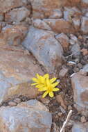 Image de Sternbergia lutea subsp. greuteriana (Kamari & R. Artelari) Strid