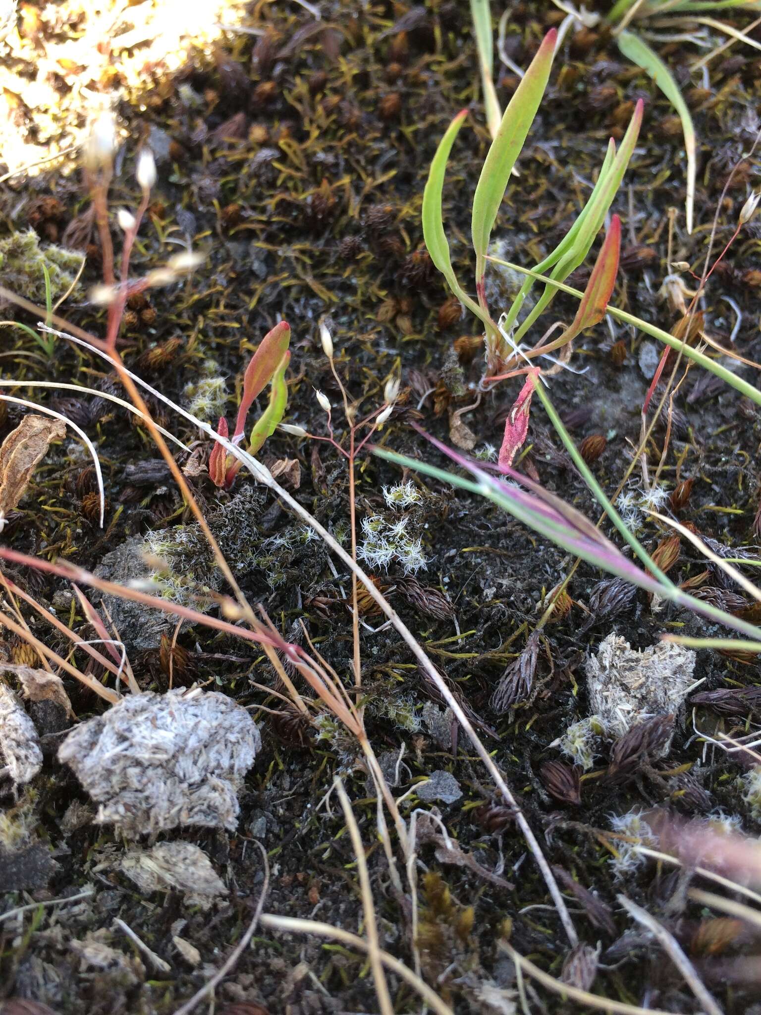 Image of silver hairgrass