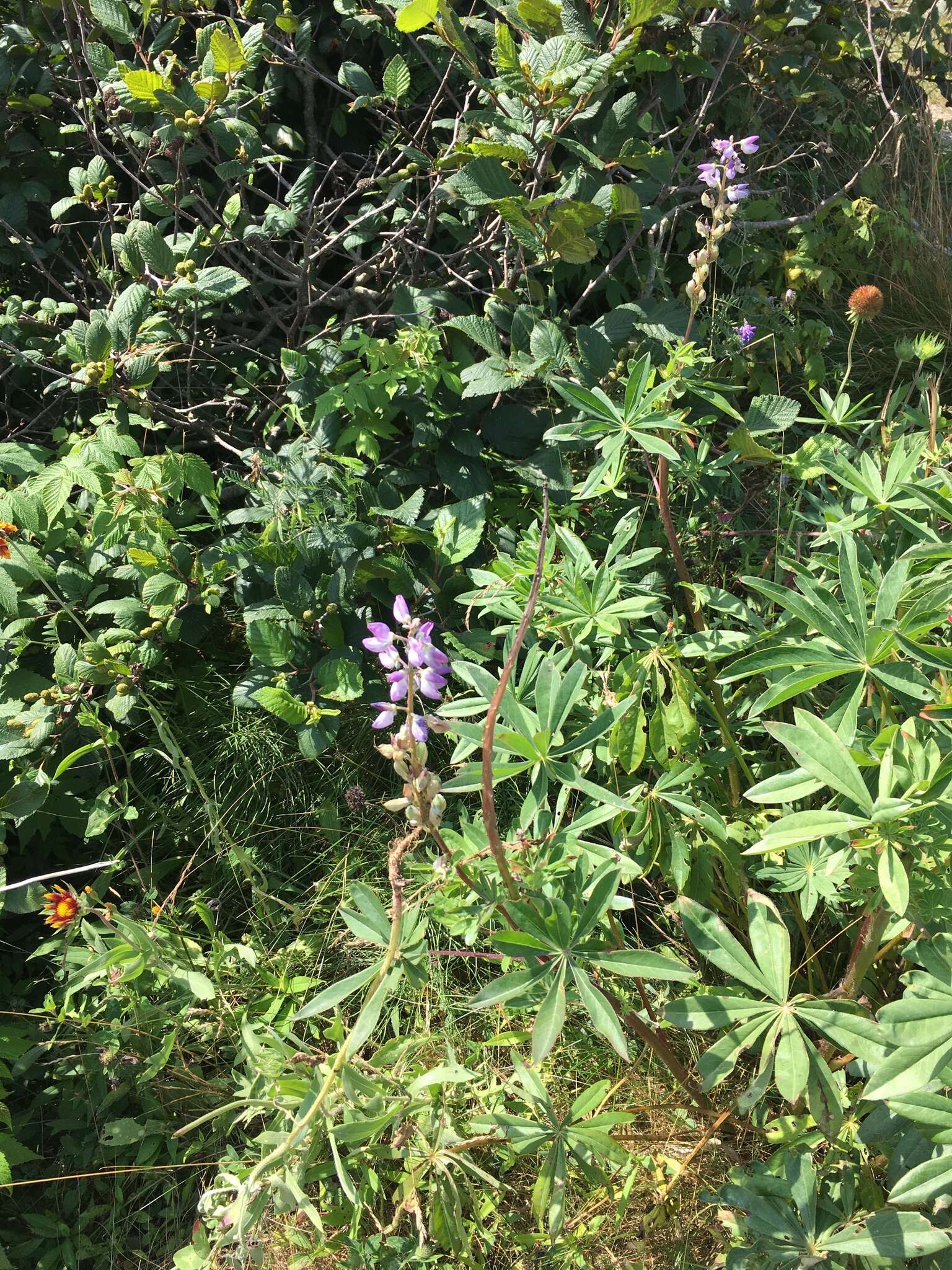 Plancia ëd Lupinus polyphyllus subsp. polyphyllus