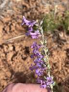 Image of handsome beardtongue