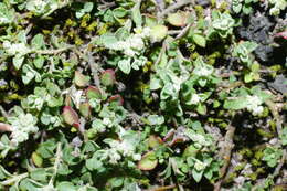 Image of Desert goosefoot