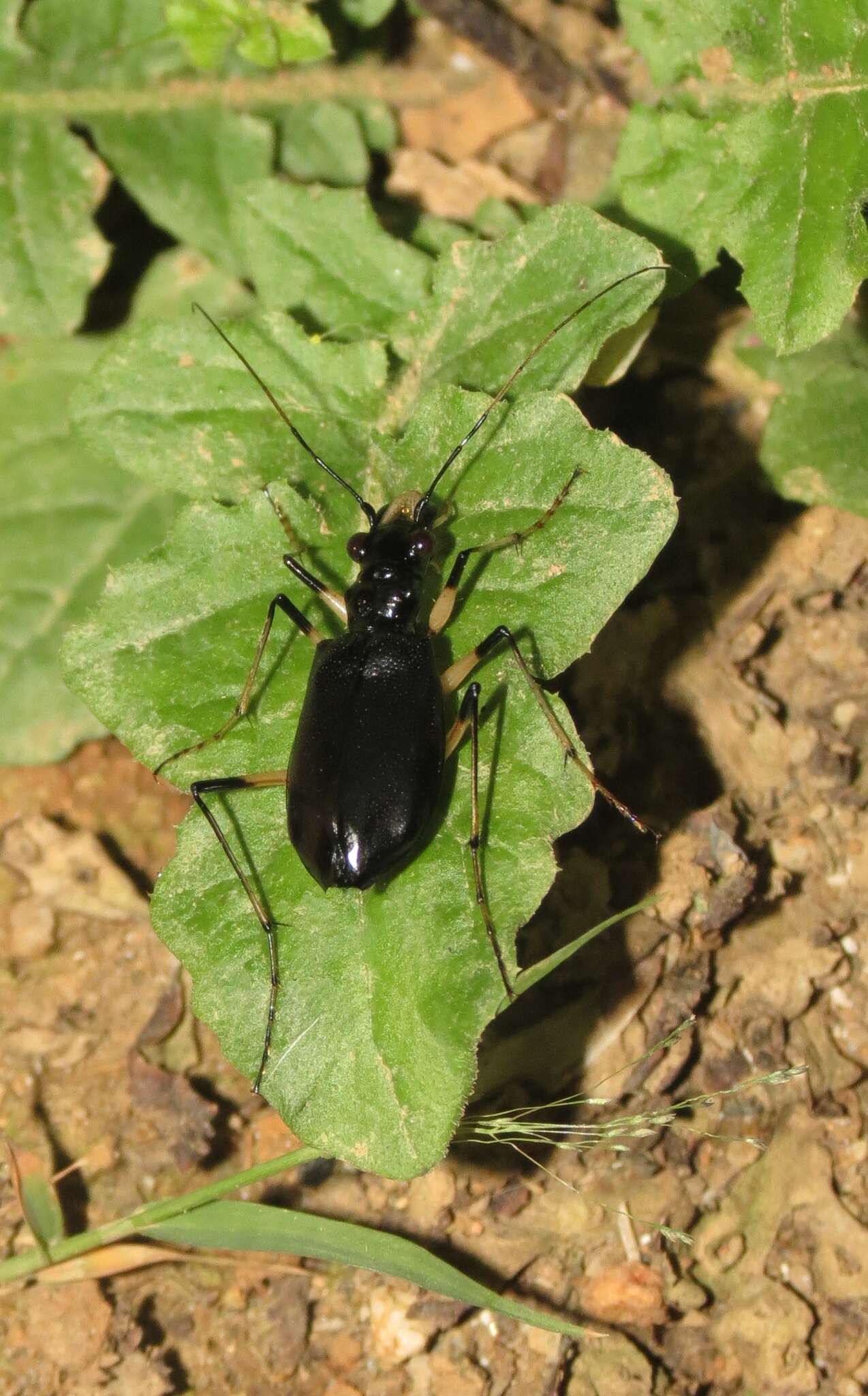 Image of Oxycheila polita Bates 1872