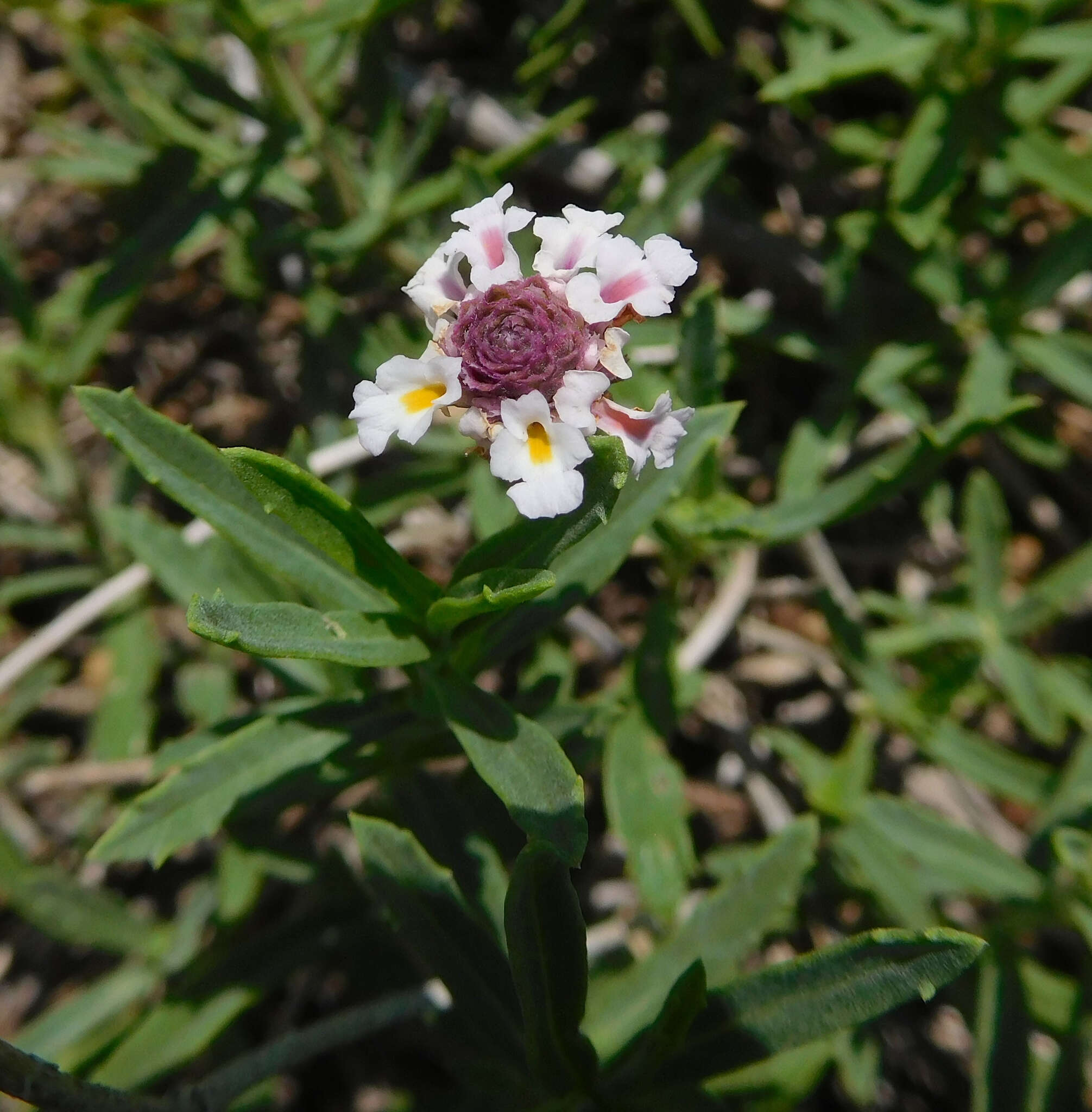 Plancia ëd Phyla cuneifolia (Torr.) Greene