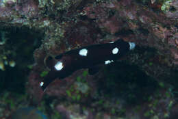 Image of Axil hogfish