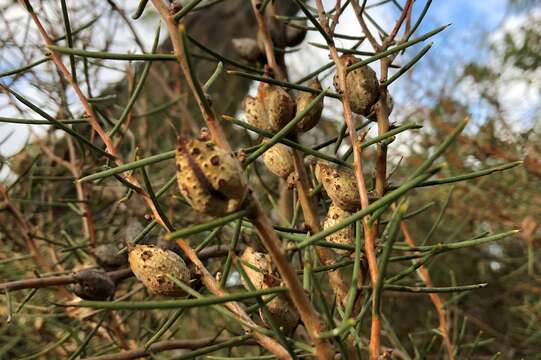 Image of Hakea mitchellii Meissn.