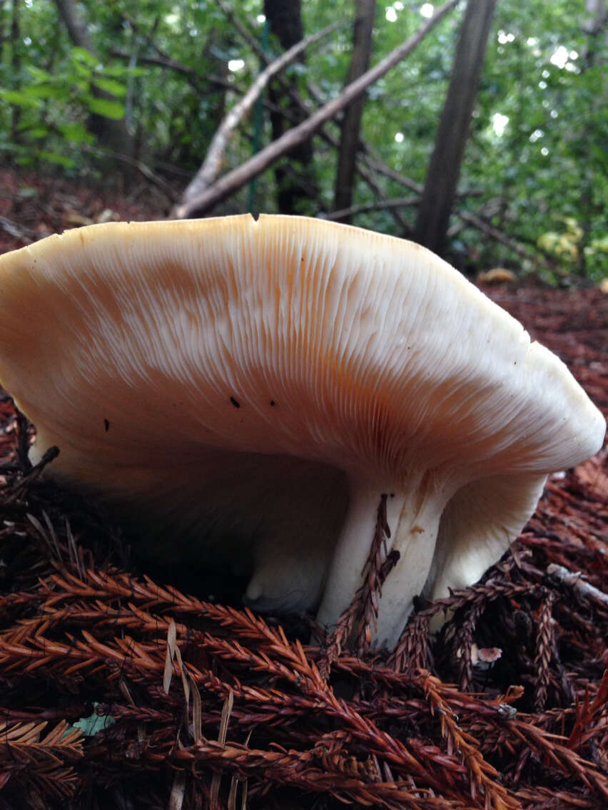 Image of bitter brown leucopaxillus