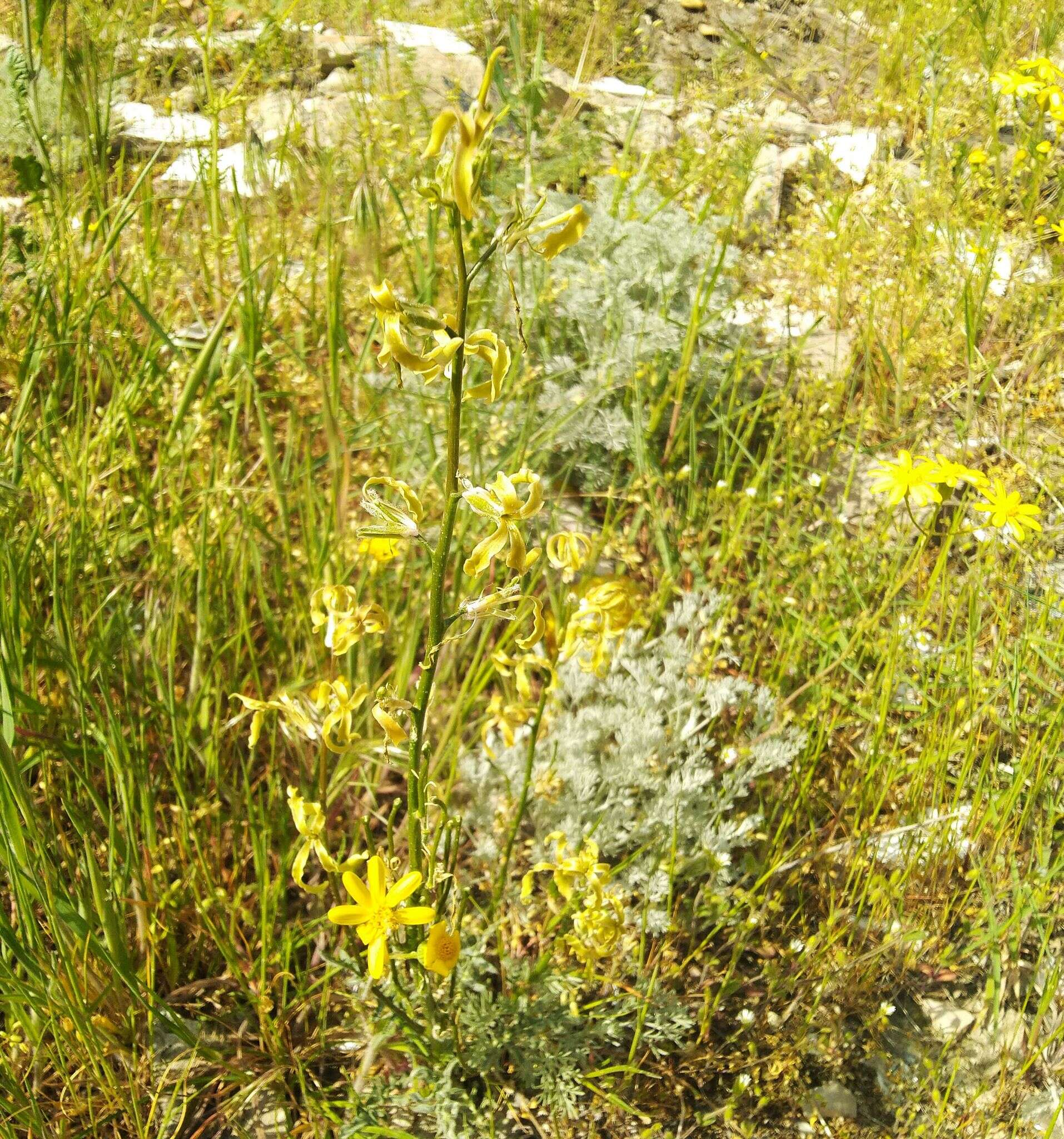 Image of Matthiola caspica (N. Busch) Grossh.