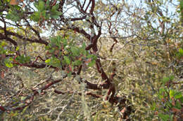 Image of Monterey manzanita