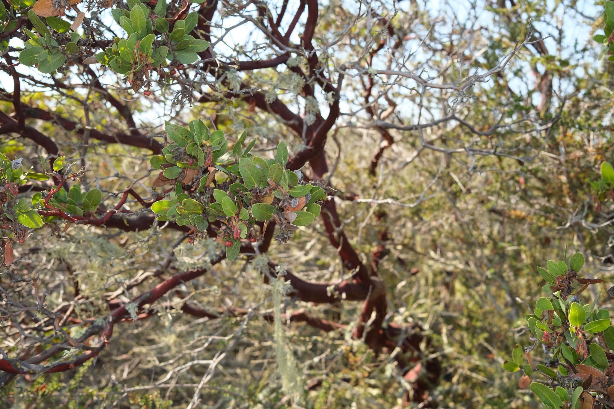 Image of Monterey manzanita