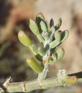 Image de Zygophyllum borissovae Beier & Thulin