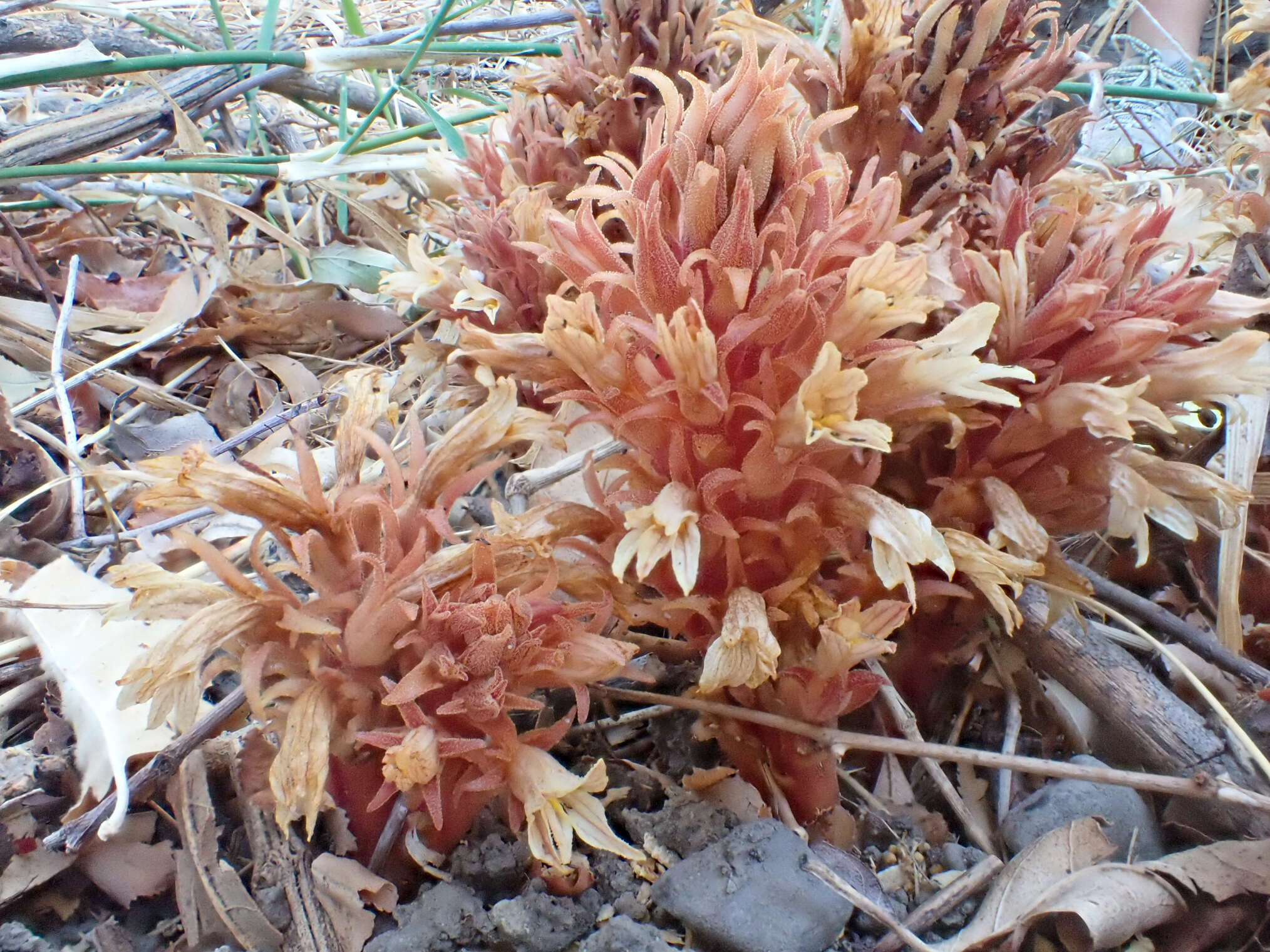 Image of hillside broomrape