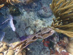 Слика од Epinephelus adscensionis (Osbeck 1765)