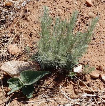 Artemisia filifolia Torr. resmi