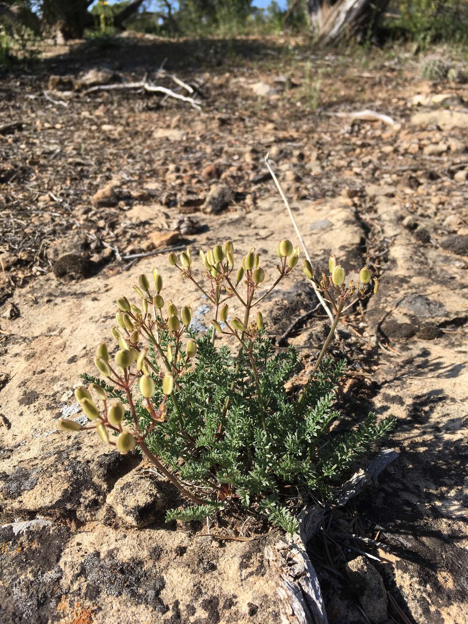 Image of Eastwood's desertparsley