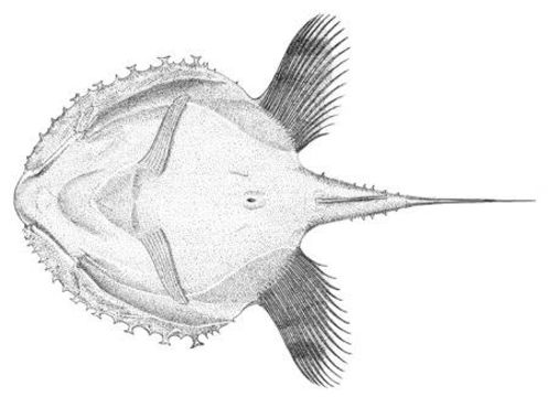 Image of Pancake Batfish