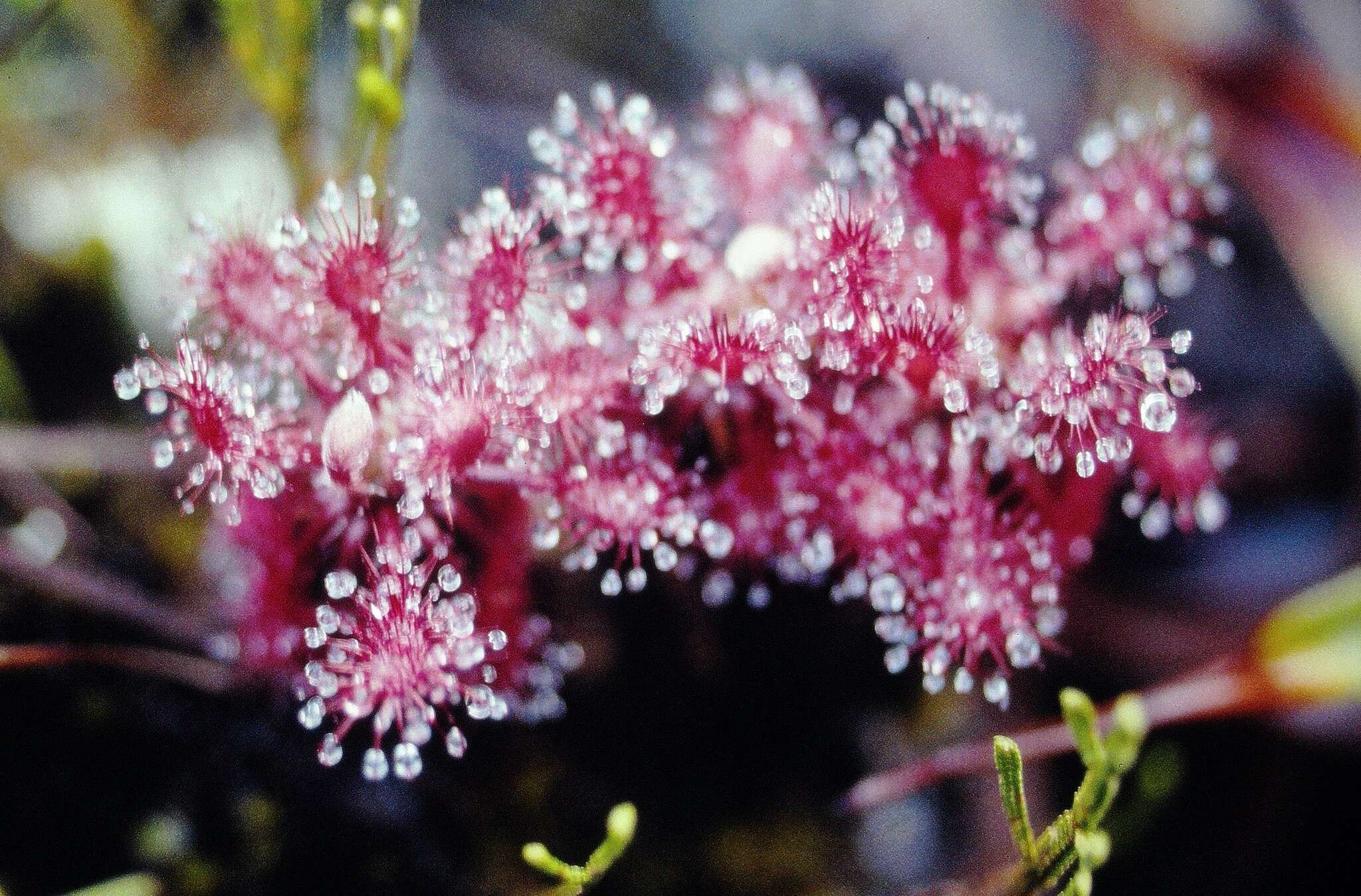 Image of Drosera roraimae (Klotzsch ex Diels) Maguire & Laundon