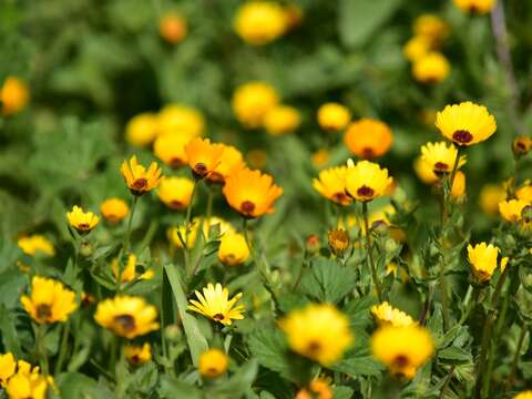 Image of Calendula stellata Cav.